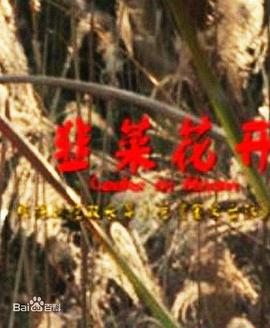 韭菜花开 