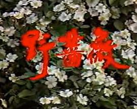 野蔷薇 